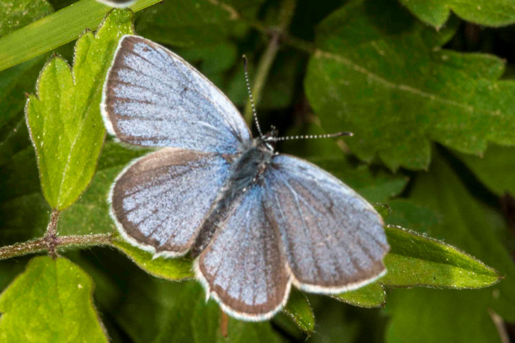 Idaea serpentata: Bild 26