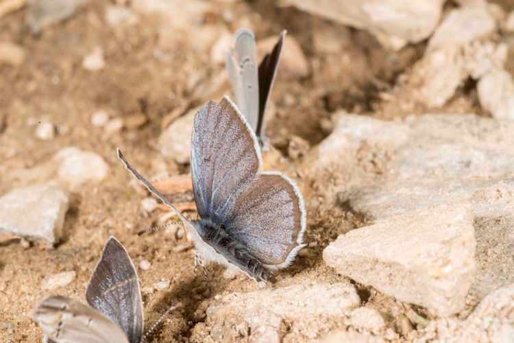 Idaea serpentata: Bild 29