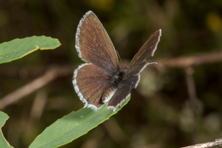 Idaea serpentata: Bild 33