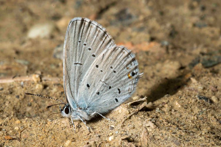 Idaea serpentata: Bild 37