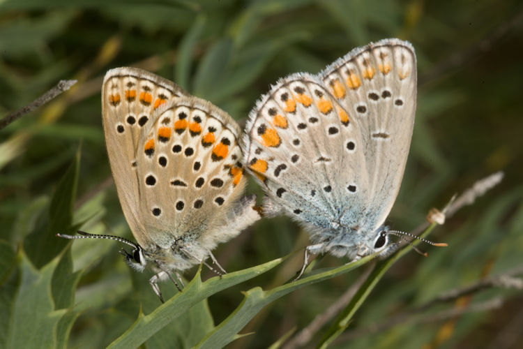Kretania sephirus: Bild 14