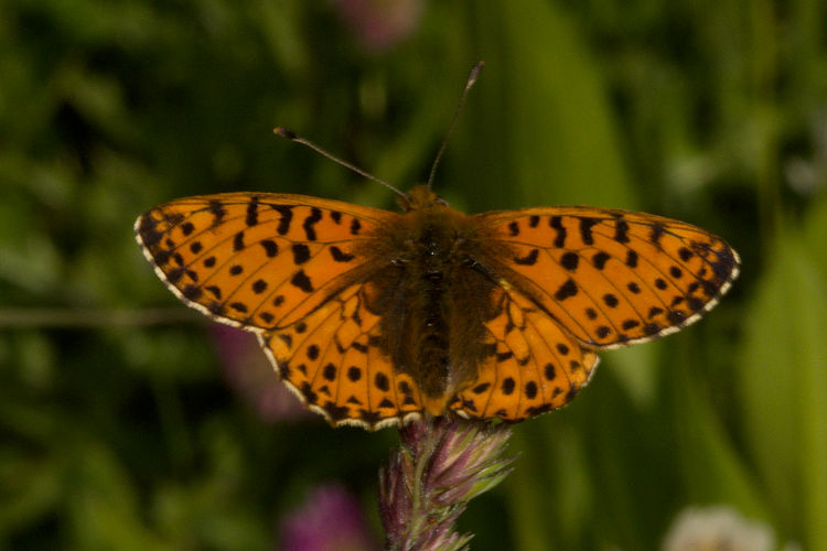 Boloria graeca: Bild 1