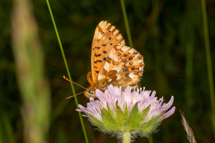 Boloria graeca: Bild 4