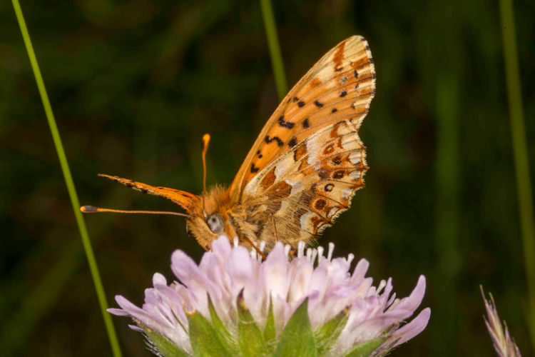 Boloria graeca: Bild 3