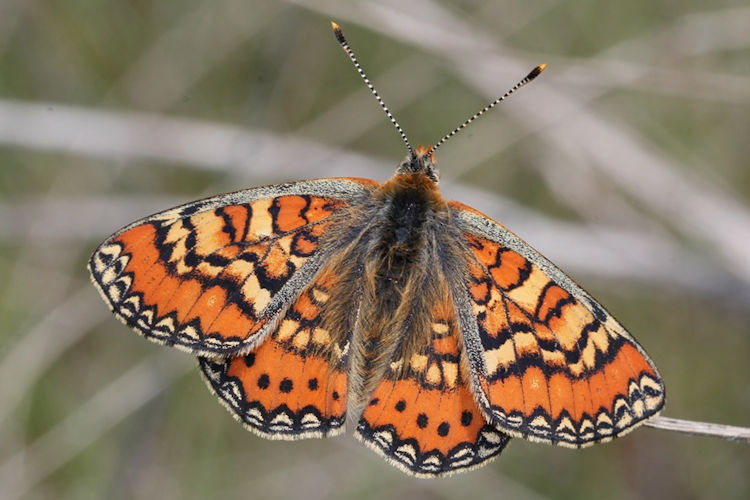 Euphydryas desfontainii: Bild 5