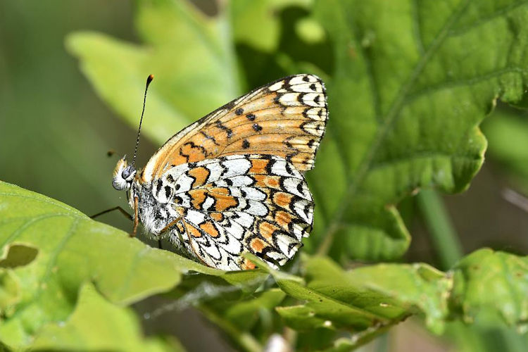 Melitaea ornata kovacsi: Bild 4