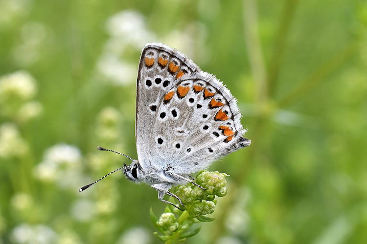 Aricia artaxerxes issekutzi: Bild 3