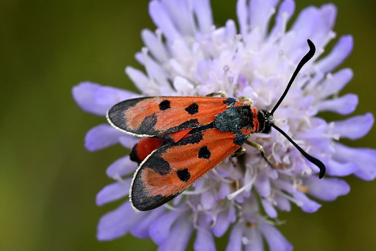 Zygaena laeta: Bild 1