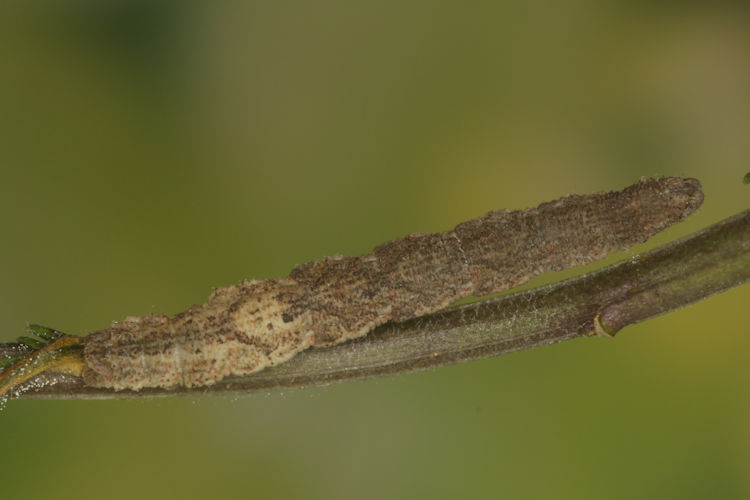 Idaea rubraria: Bild 17