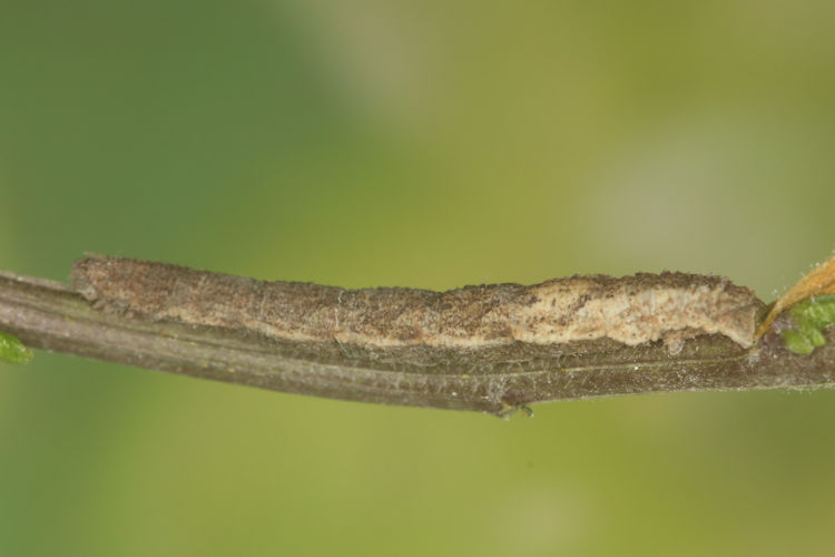 Idaea rubraria: Bild 18
