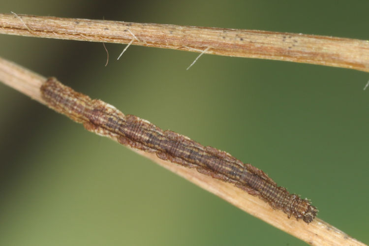 Idaea rubraria: Bild 10