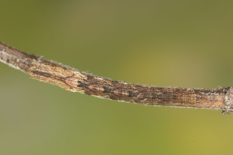 Idaea rubraria: Bild 8