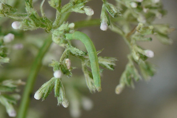 Eupithecia valerianata: Bild 1