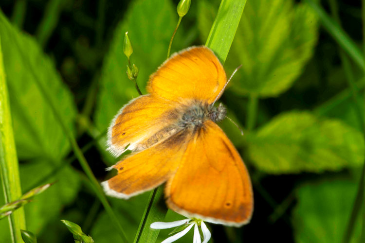 Coenonympha rhodopensis: Bild 1