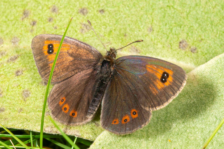Erebia ottomana: Bild 3