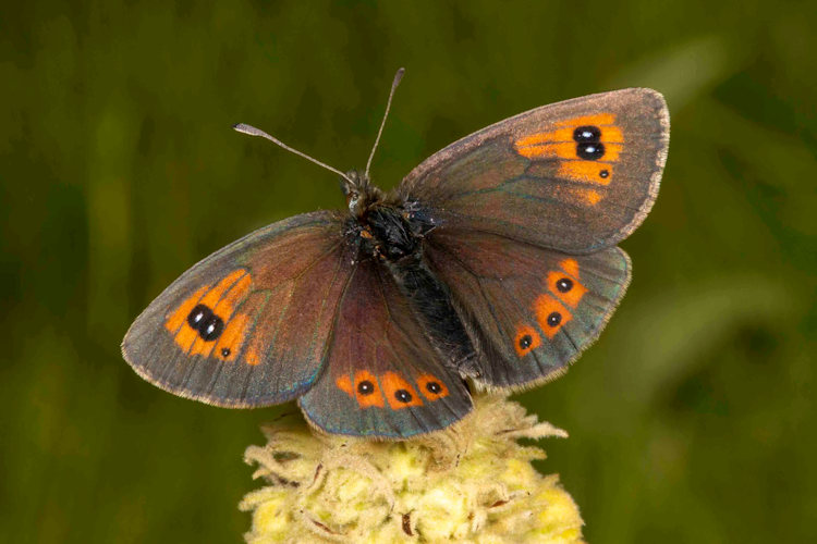 Erebia ottomana: Bild 4