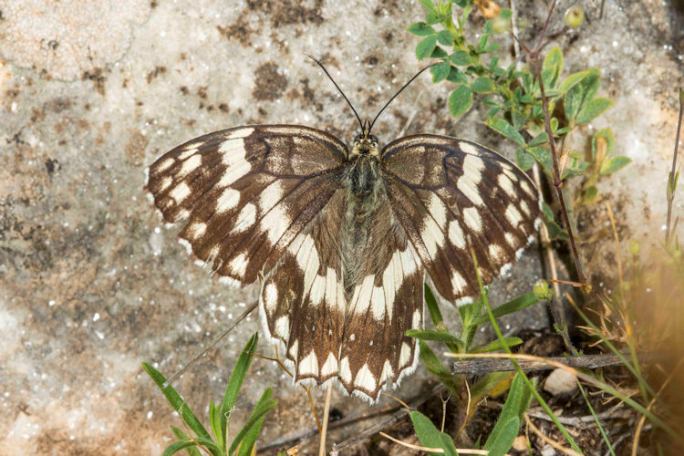 Melanargia larissa: Bild 5