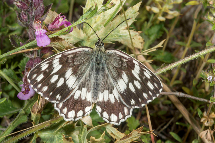 Melanargia larissa: Bild 6