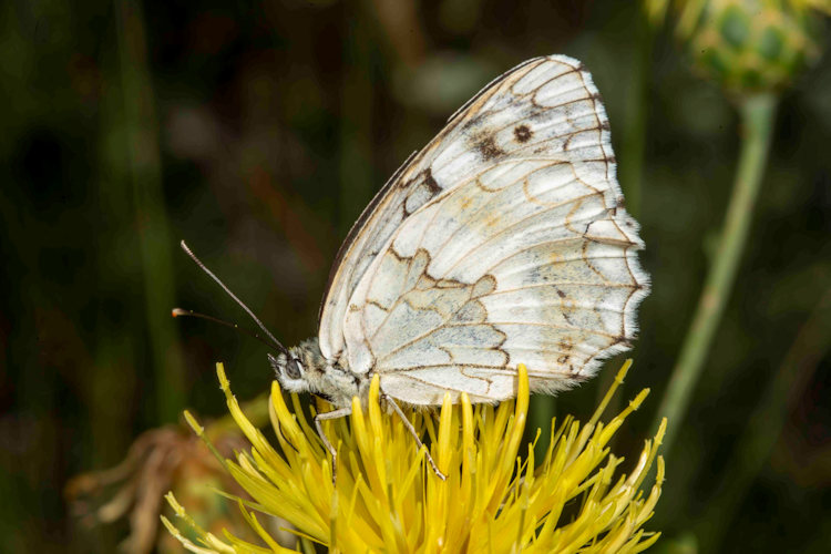 Melanargia larissa: Bild 20