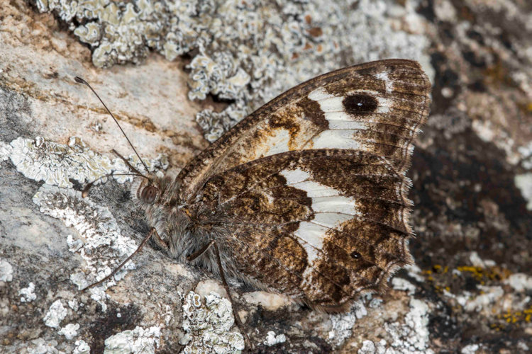 Pseudochazara amalthea: Bild 1