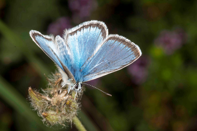 Polyommatus eros eroides: Bild 1