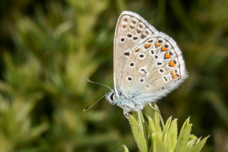 Polyommatus eros eroides: Bild 4