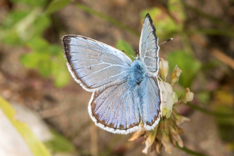 Polyommatus eros eroides: Bild 2