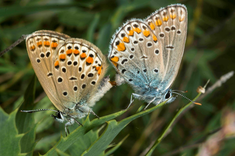 Kretania sephirus: Bild 15