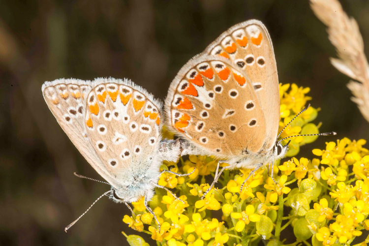 Polyommatus thersites: Bild 41