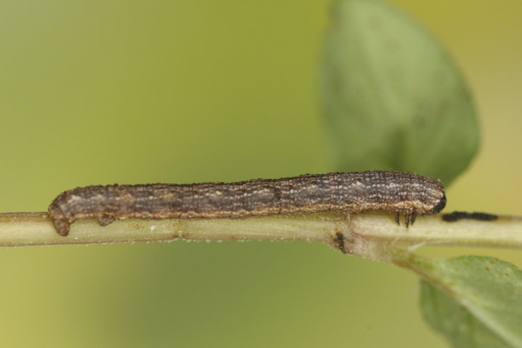 Gnophos obfuscata: Bild 16