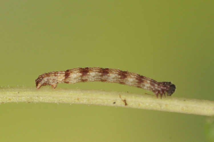 Idaea typicata: Bild 9