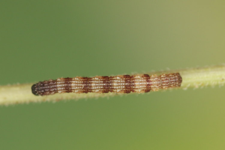 Idaea typicata: Bild 10