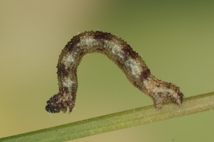 Idaea typicata: Bild 13