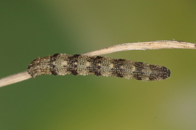 Idaea typicata: Bild 20