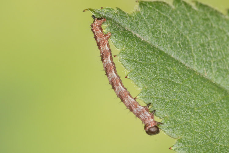 Entephria flavata: Bild 7