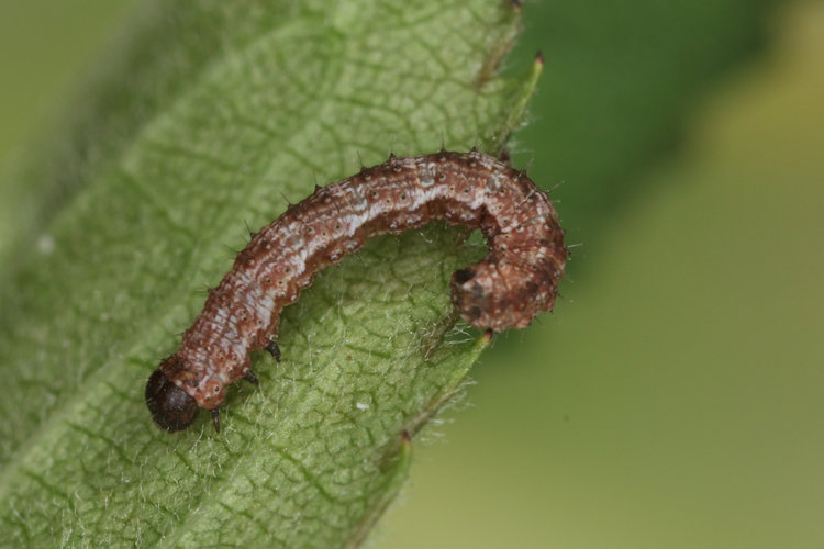Entephria flavata: Bild 8