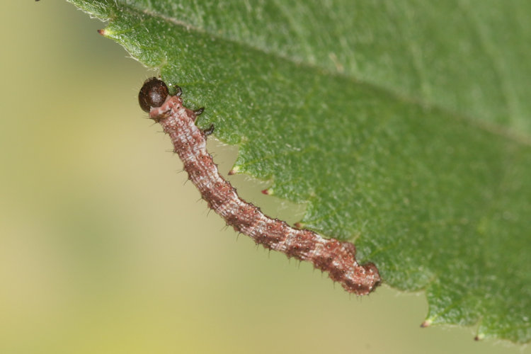 Entephria flavata: Bild 10