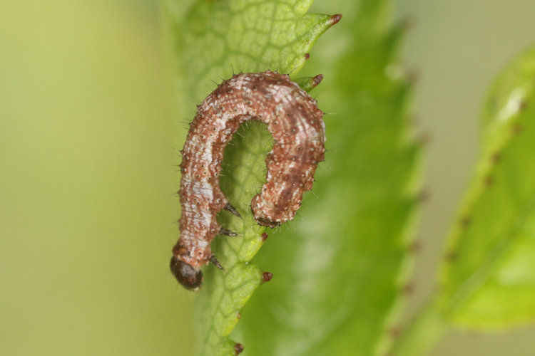 Entephria flavata: Bild 13