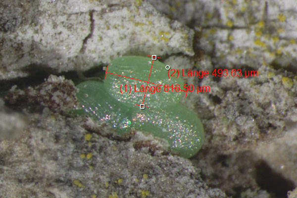 Agriopis leucophaearia: Bild 1