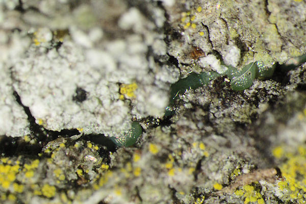 Agriopis leucophaearia: Bild 4