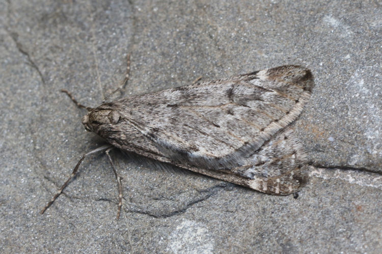 Alsophila aescularia: Bild 14