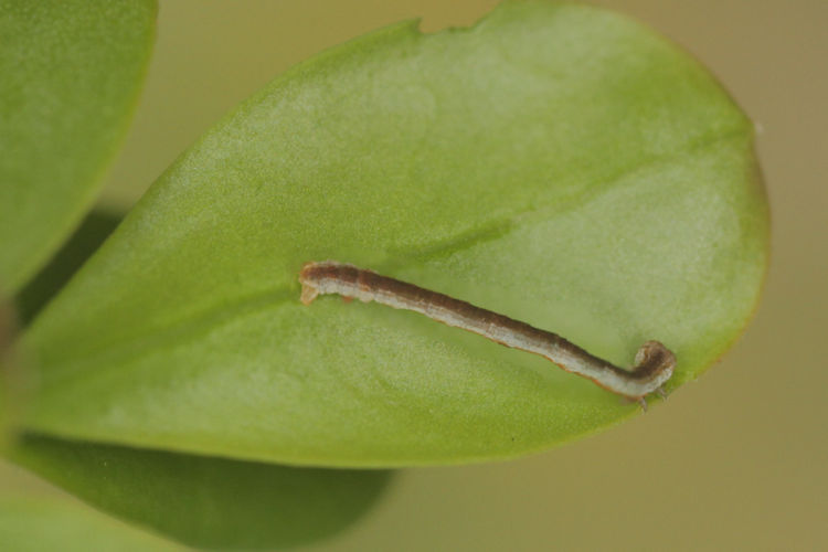 Menophra abruptaria: Bild 7