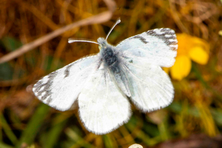 Euchloe insularis: Bild 2