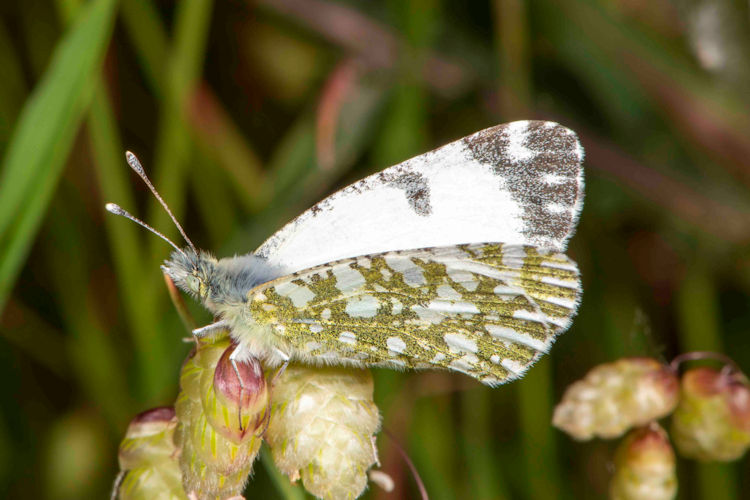 Euchloe insularis: Bild 3
