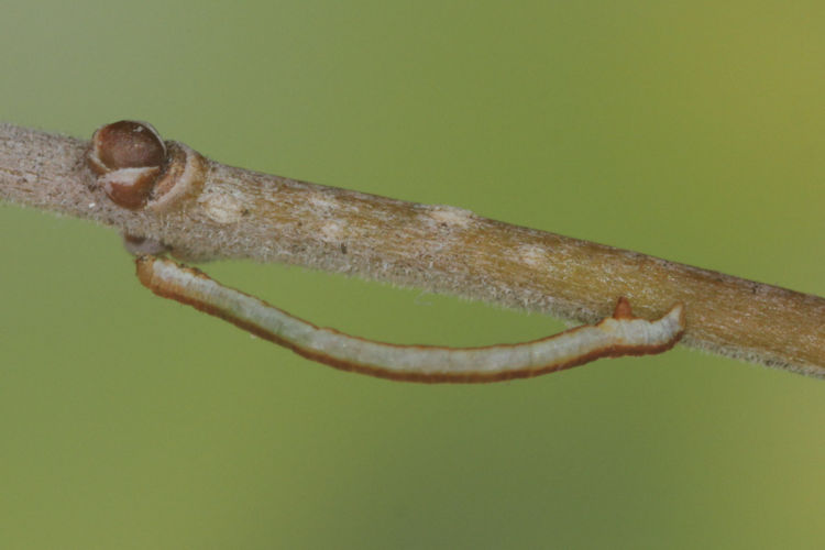 Menophra abruptaria: Bild 8