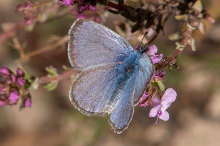 Glaucopsyche melanops: Bild 6