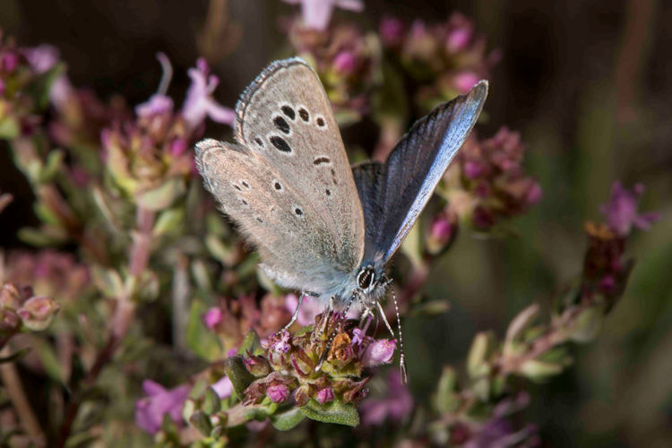 Glaucopsyche melanops: Bild 17