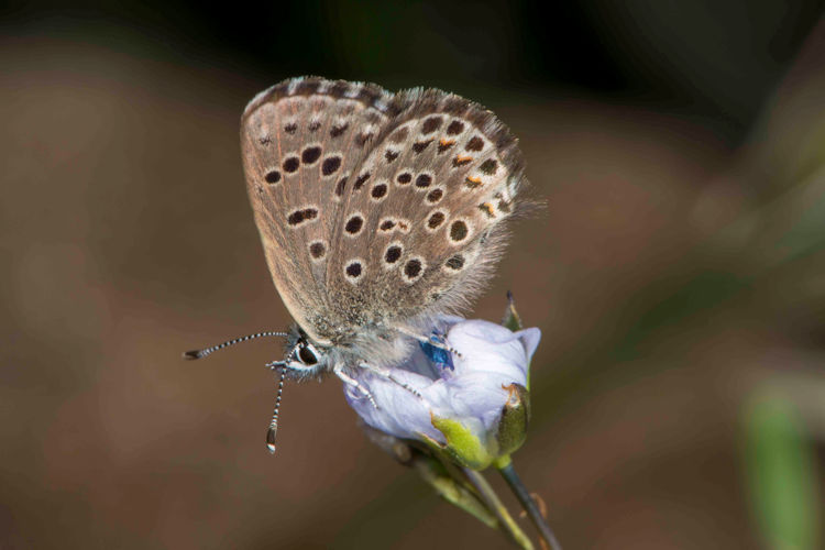 Pseudophilotes barbagiae: Bild 1