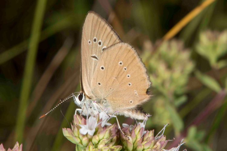 Polyommatus humedasae: Bild 1