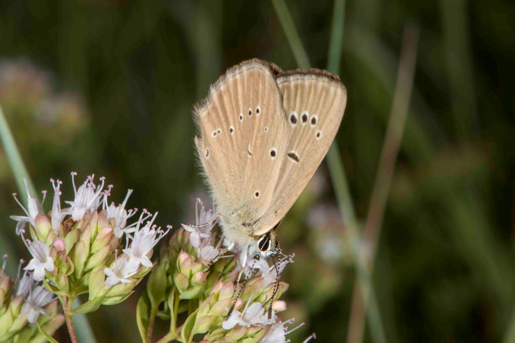 Polyommatus humedasae: Bild 2